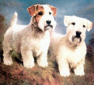 SEALYHAM TERRIER